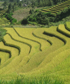 HANOI - TA XUA - MU CANG CHAI - SAPA - HANOI (8D/7N) 20 1501835432 mu cang chai 12