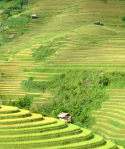 HANOI - TA XUA - MU CANG CHAI - SAPA - HANOI (8D/7N) 22 1502338226 mu cang chai 5