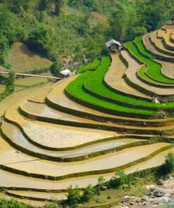 HANOI - TA XUA - MU CANG CHAI - SAPA - HANOI (8D/7N) 23 Mu Cang Chai 2