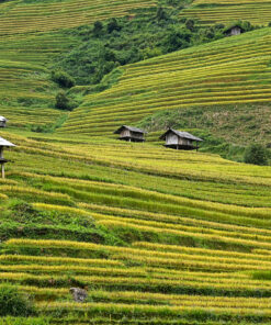HANOI - TA XUA - MU CANG CHAI - SAPA - HANOI (8D/7N) 24 mua vang mu cang chai nhin tu tren cao 1650613853