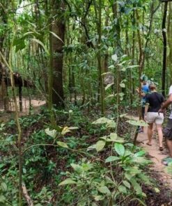 VLS-G04: CU CHI TUNNEL HALF DAY SMALL GROUP TOUR ( AM )