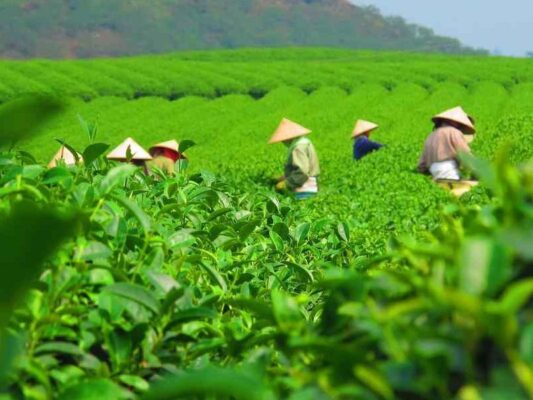 🍃 Thai Nguyen Tea – The Essence of Vietnamese Tea Culture 3 Che Thai Nguyen 2