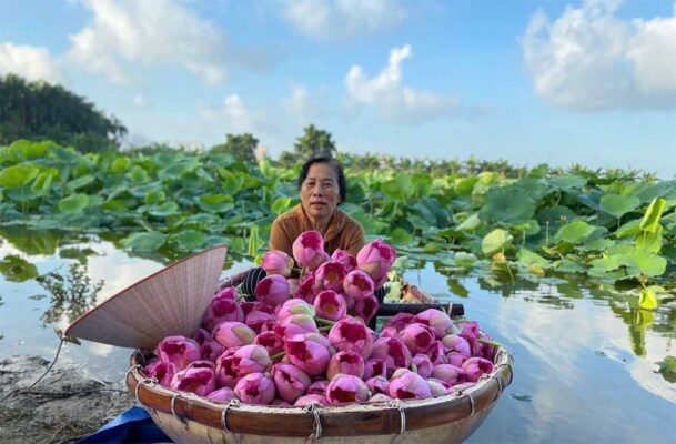West Lake Lotus Tea – The Essence of Vietnam's Traditional Tea-Scenting Art 4 Hoa sen 5 1