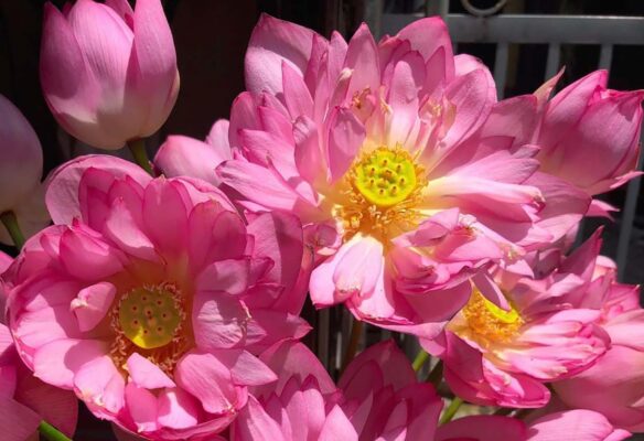 West Lake Lotus Tea – The Essence of Vietnam's Traditional Tea-Scenting Art 5 Sen