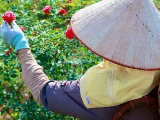 Rose Tea – Savor a Cup of Tea, Find a Moment of Peace 4 Tra Hoa Hong 8