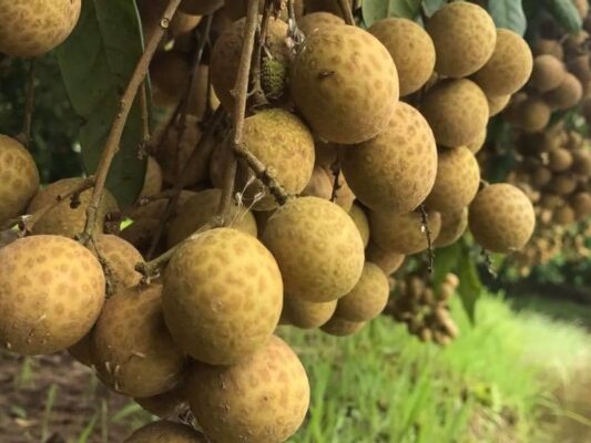 Hung Yen Longan Tea – An Elegant Beverage for Modern Living 2 Tra Long Nhan 4 1