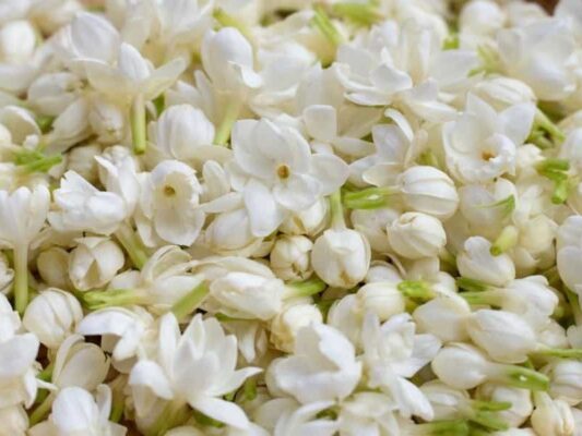The Perfect Harmony of Tea and Jasmine – A Timeless Tradition in Vietnamese Tea Culture 2 Tra Nhai 3