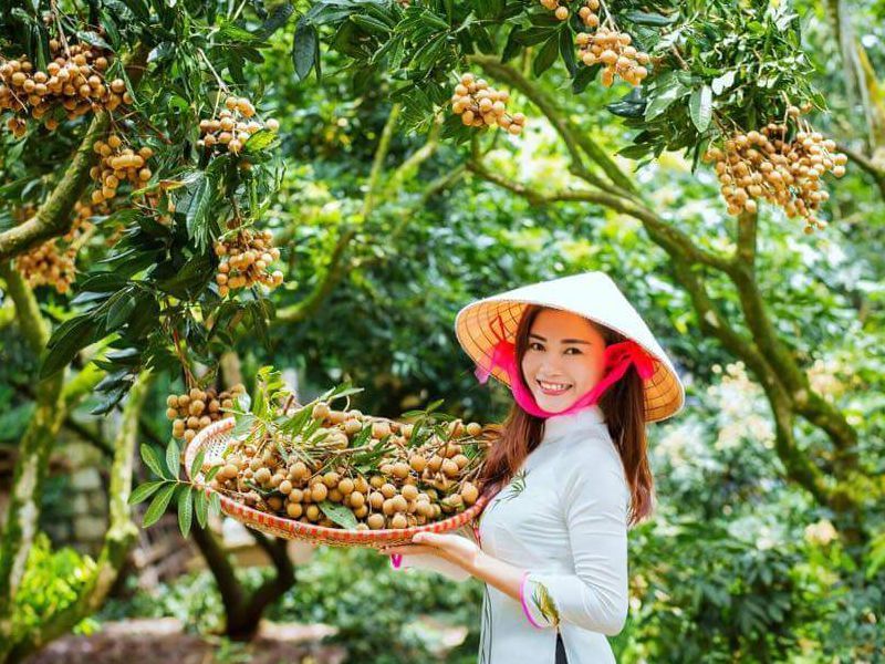 Hung Yen Longan Tea – An Elegant Beverage for Modern Living 1 Tra Nhan Long Hung Yen