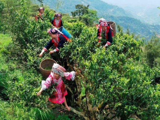 Tra Shan Tuyet 1