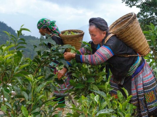 Tra Shan Tuyet 6