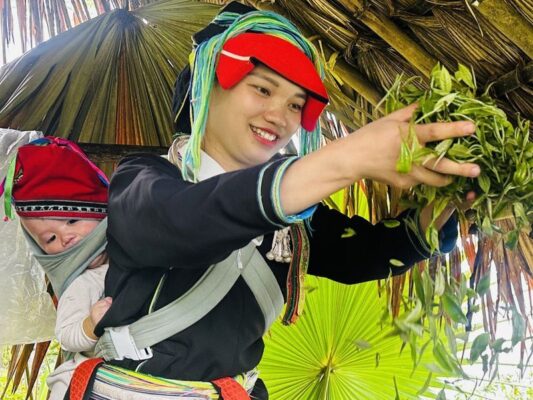 Tra Shan Tuyet Tay Bac 6