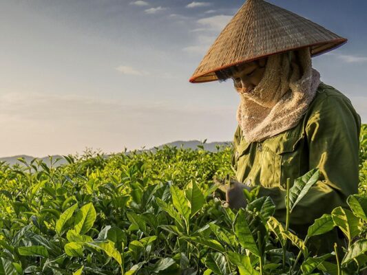 🍃 Thai Nguyen Tea – The Essence of Vietnamese Tea Culture 2 Tra Thai Nguyen 8