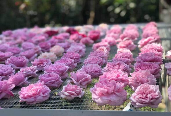 Rose Tea – Savor a Cup of Tea, Find a Moment of Peace 2 Tra hoa hong nguyen bong 10 trieu kg ba chu bo 2 ty khong dam uong nhieu images2161241 1 1542101283 width800height542