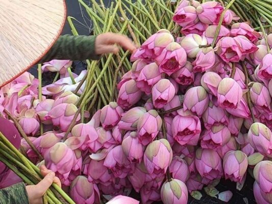 West Lake Lotus Tea – The Essence of Vietnam's Traditional Tea-Scenting Art 2 Tra sen Ho Tay 2 1
