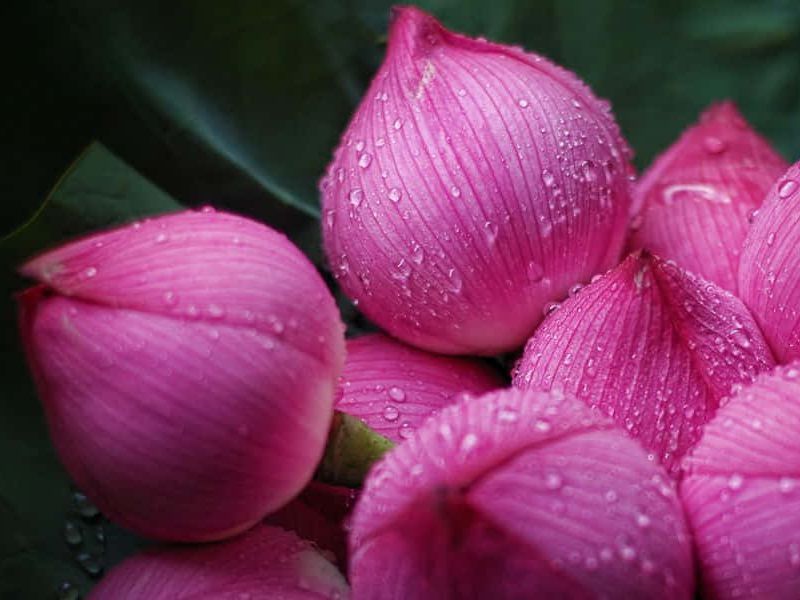 West Lake Lotus Tea – The Essence of Vietnam's Traditional Tea-Scenting Art 1 Tra sen Ho Tay 4 2