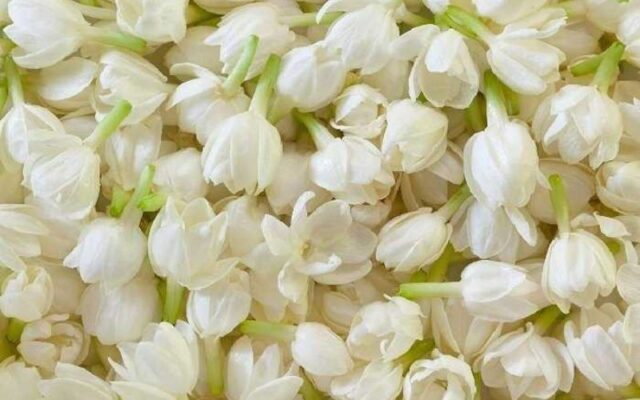 The Perfect Harmony of Tea and Jasmine – A Timeless Tradition in Vietnamese Tea Culture 2 cay hoa nhai y nghia hinh anh cach trong cham soc tai nha 202301311143004376