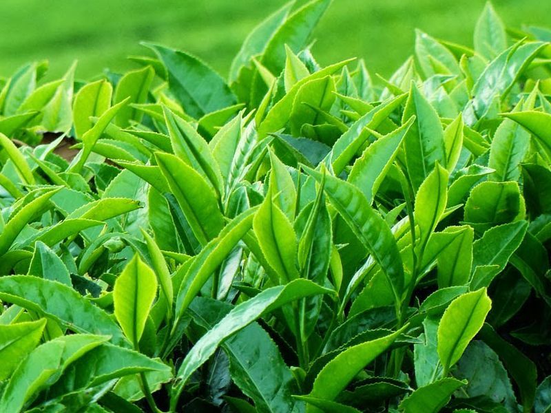 🍃 Thai Nguyen Tea – The Essence of Vietnamese Tea Culture 1 tra xanh 1