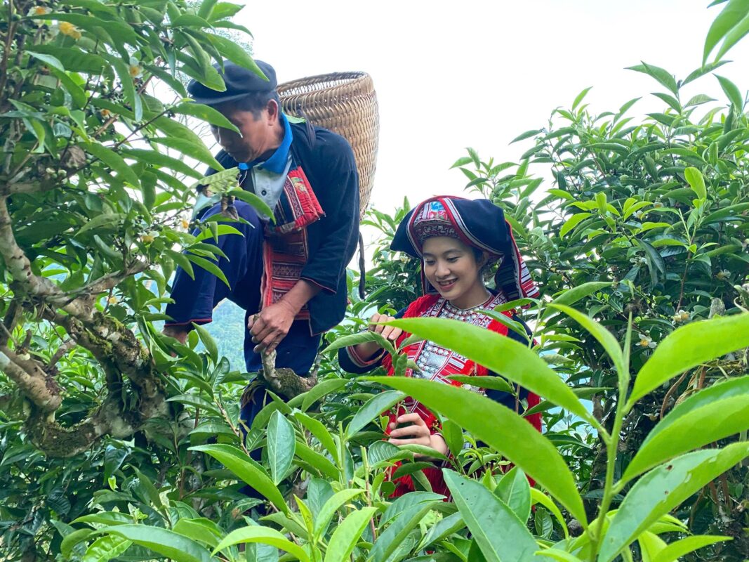 Enjoy Shan Tuyet Tea from Northwest Vietnam – Experience the Flavor of the Mountains 1 tra shan tuyet hoang chieu 2