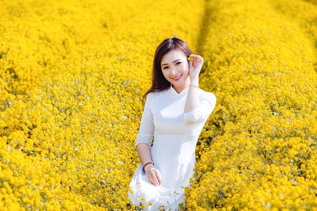 Hai Phong Chrysanthemum Tea – A Signature Drink of the Port City 1 vuon hoa cuc