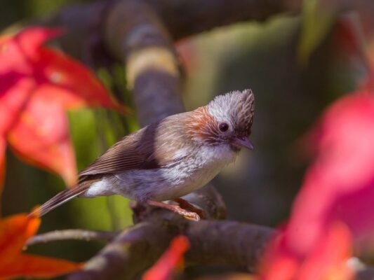 Come to Hue and Listen to the Forest Tell Its Story Through Birdsong 3 VQG Bach Ma 2