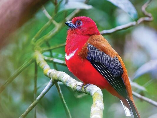 Come to Hue and Listen to the Forest Tell Its Story Through Birdsong 4 VQG Bach Ma 3