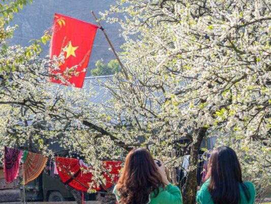 Moc Chau Welcomes an Early Plum Blossom Season – A Pure White Wonderland Calling Travelers to the Highlands 4 Moc Chau 4