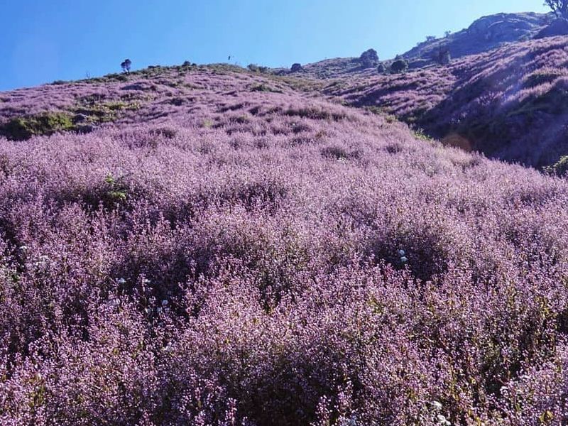 A Date with Chi Pâu Flowers on the Summit of Tà Chì Nhù 1 Ta Chi Nhu